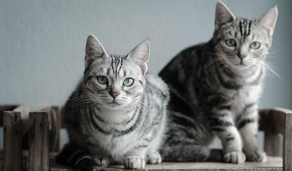Американская короткошерстная кошка