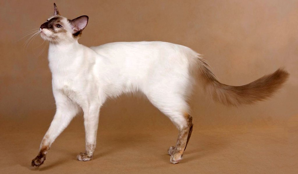 Балинезийская кошка