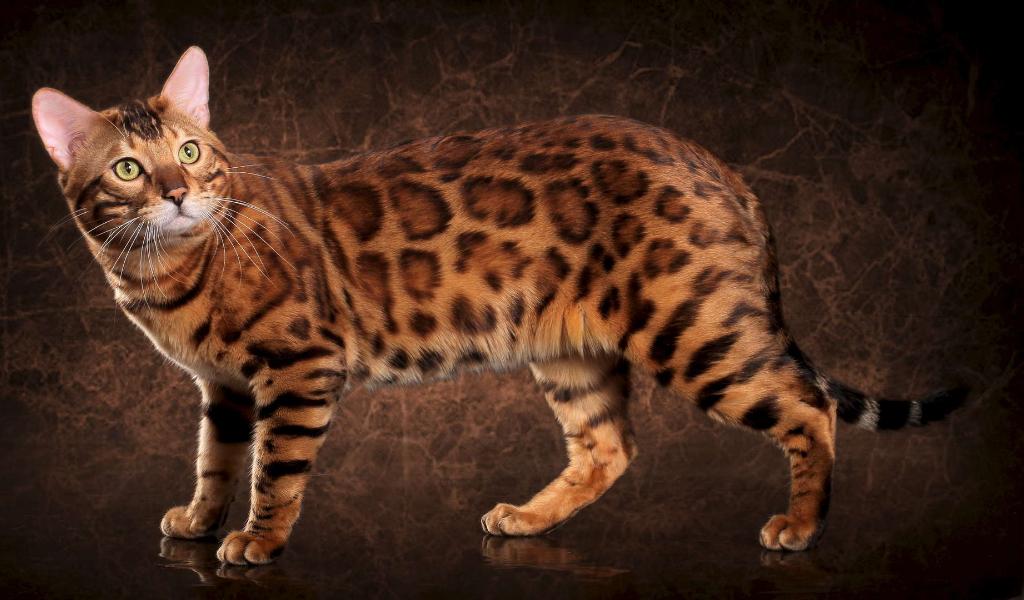 Бенгальская кошка