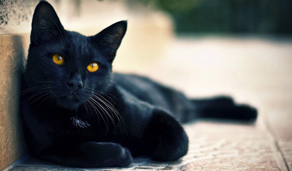 Бомбейская кошка