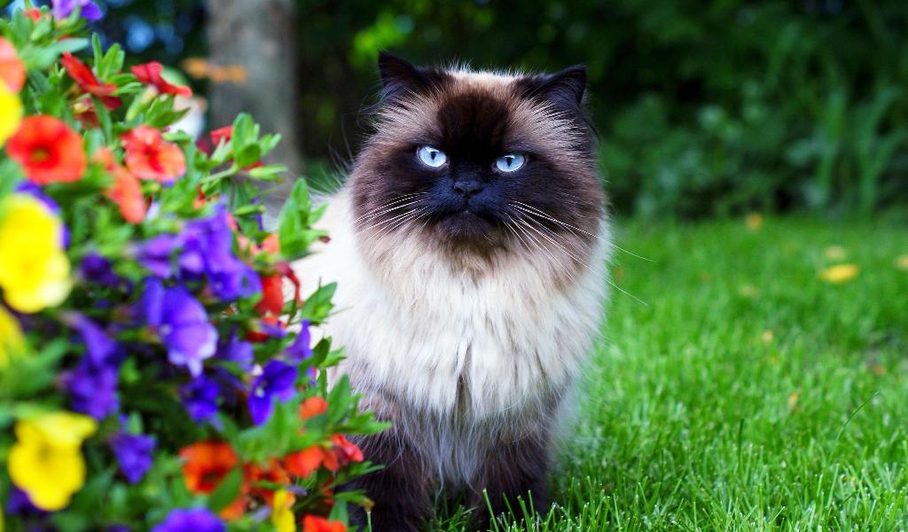 Гималайская кошка