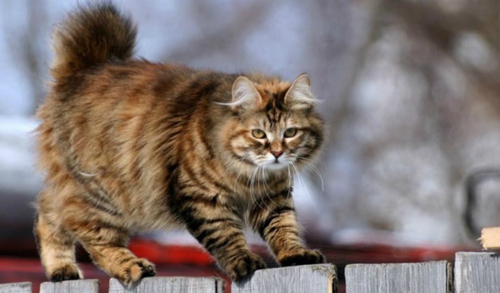 Курильский бобтейл