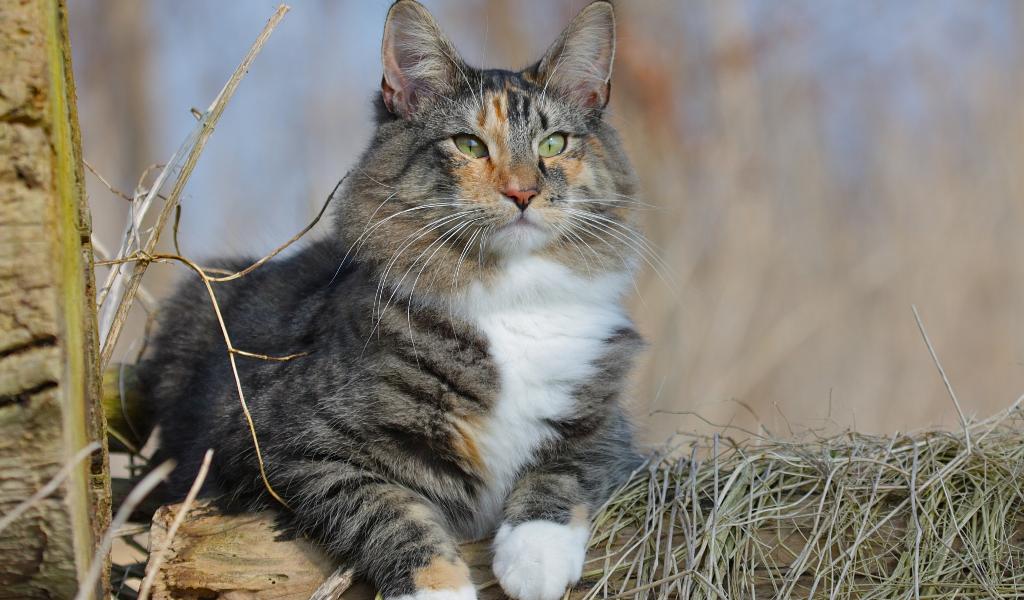 Норвежская лесная кошка