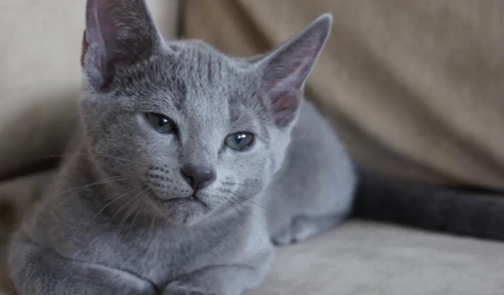 Русская голубая кошка