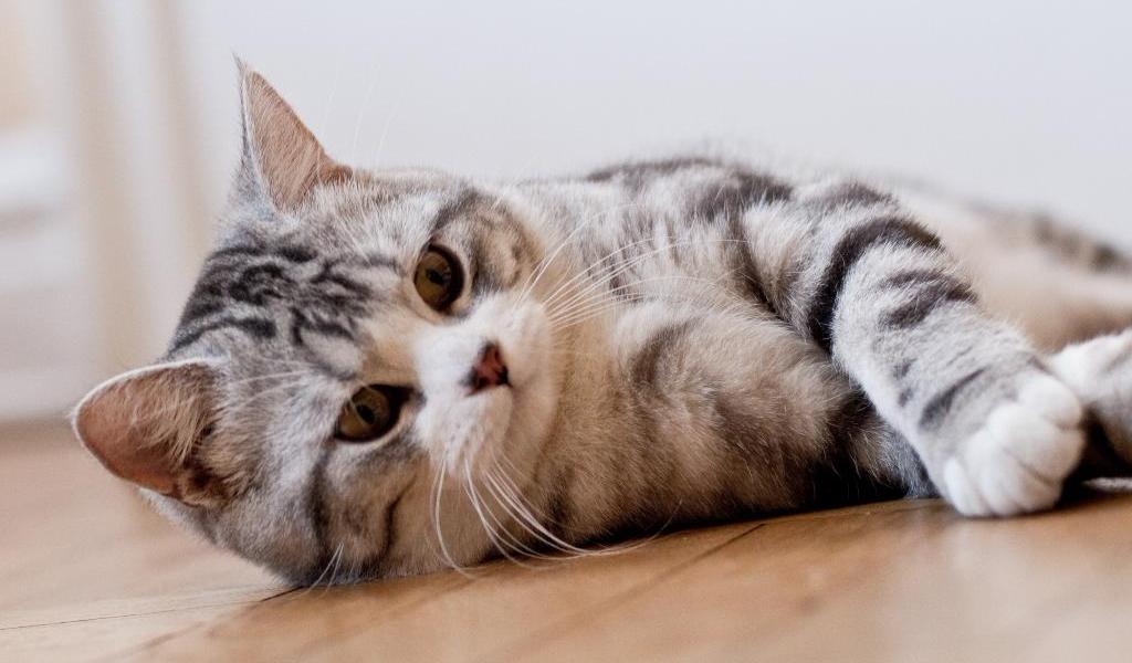 Шотландская прямоухая кошка