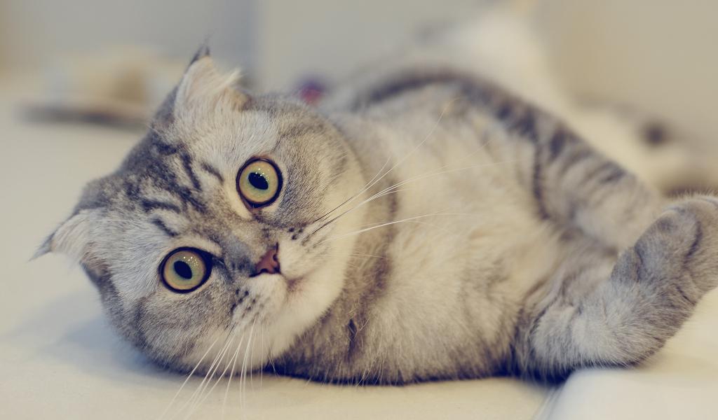 Шотландская вислоухая кошка