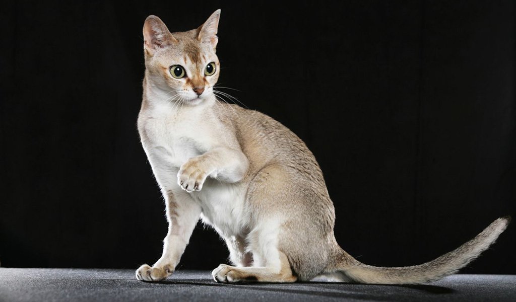 Сингапурская кошка