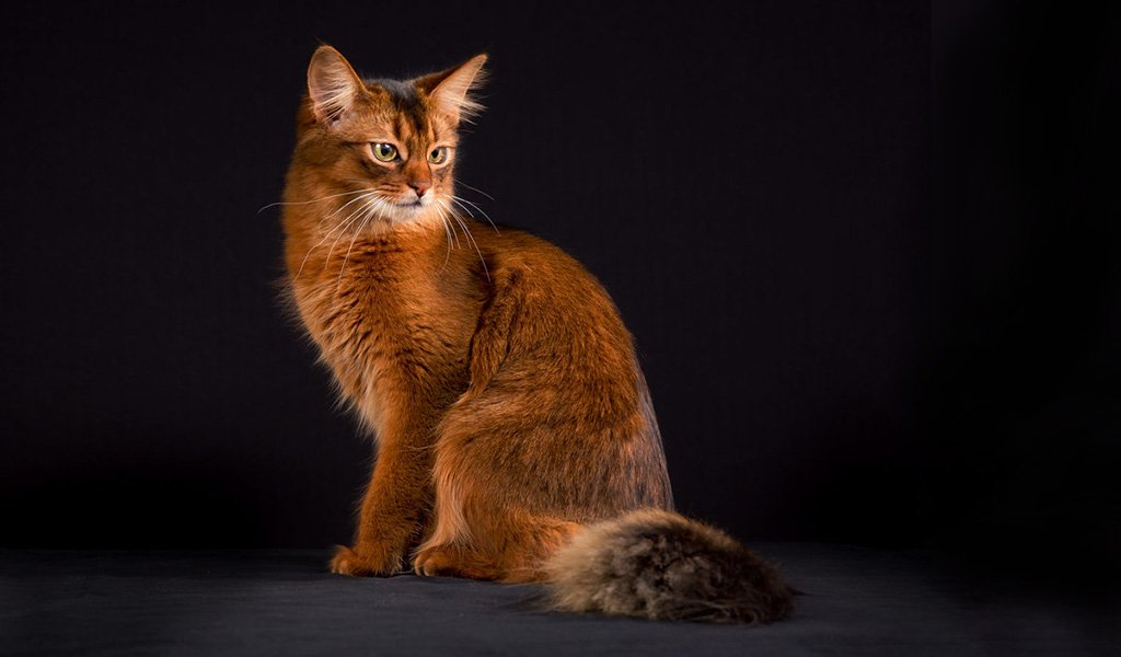 Сомалийская кошка