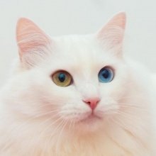 Турецкая ангора