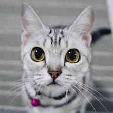 Американская короткошерстная кошка