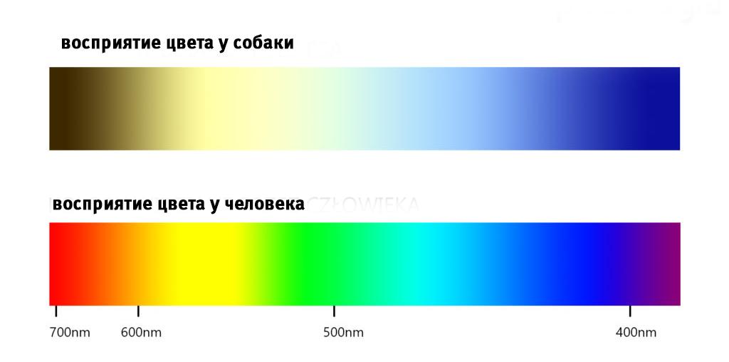 6 мифов, которые бы развенчали собаки, если бы могли говорить