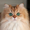 Хайлендер
