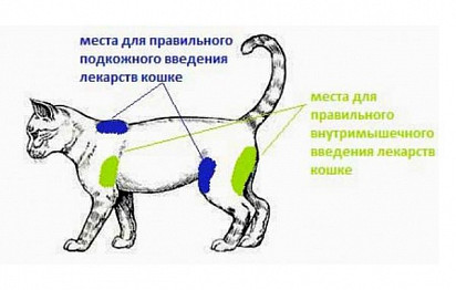 Как сделать укол кошке
