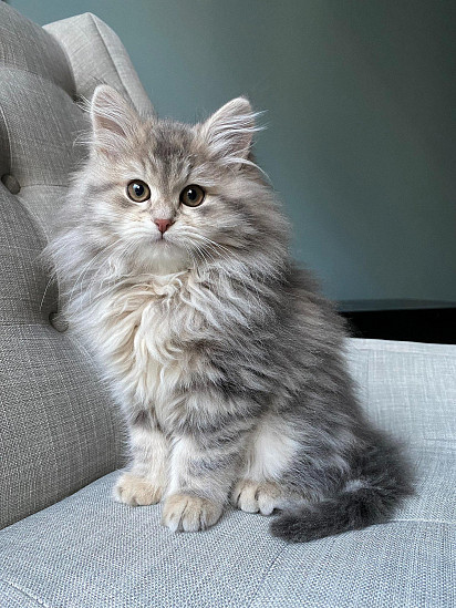 Котенок сибирской кошки в 3 месяца