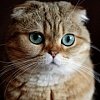 Шотландская вислоухая кошка