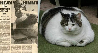 Кот Химми