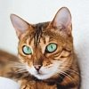 Бенгальская кошка