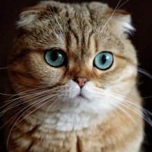 Шотландская вислоухая кошка