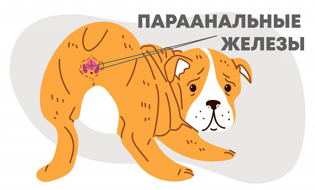 Воспаление параанальных желез у собак